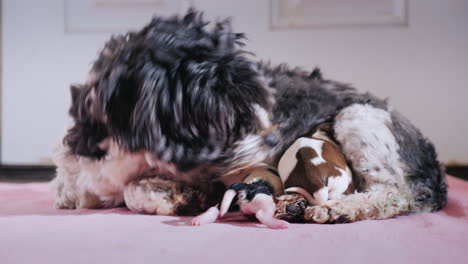perro después de dar a luz con cachorro recién nacido 05