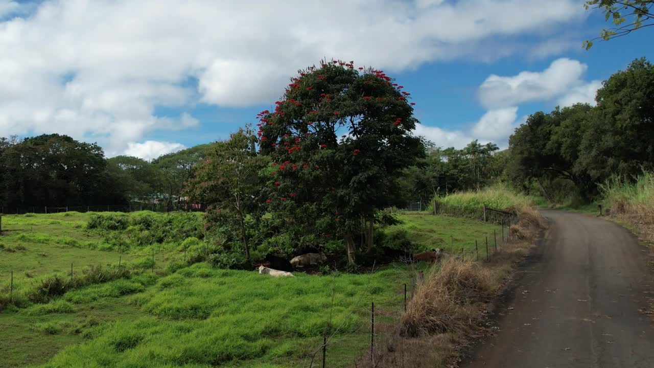 Cows Resting Under The Shade Of A Tree