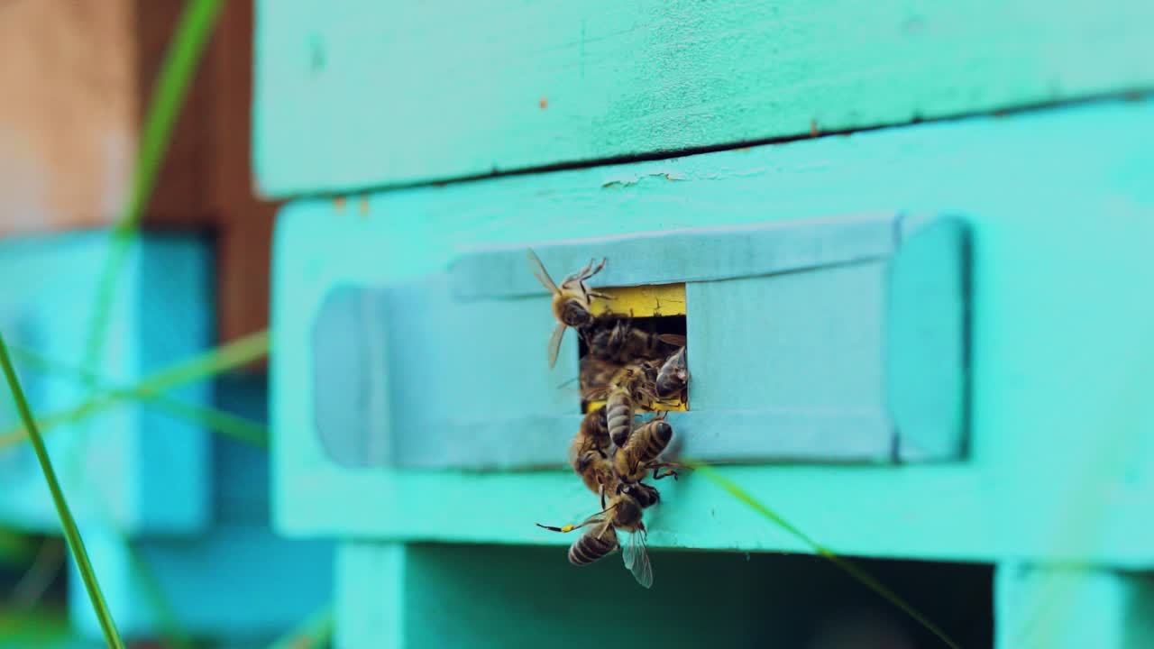Honey bees swarming and flying around their beehive. Life of worker bees. Slow motion