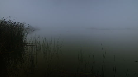 Foggy Lake with Reeds
