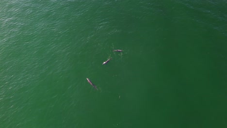 una familia de delfines jugando en el golfo de méxico de la costa de panama city playa florida