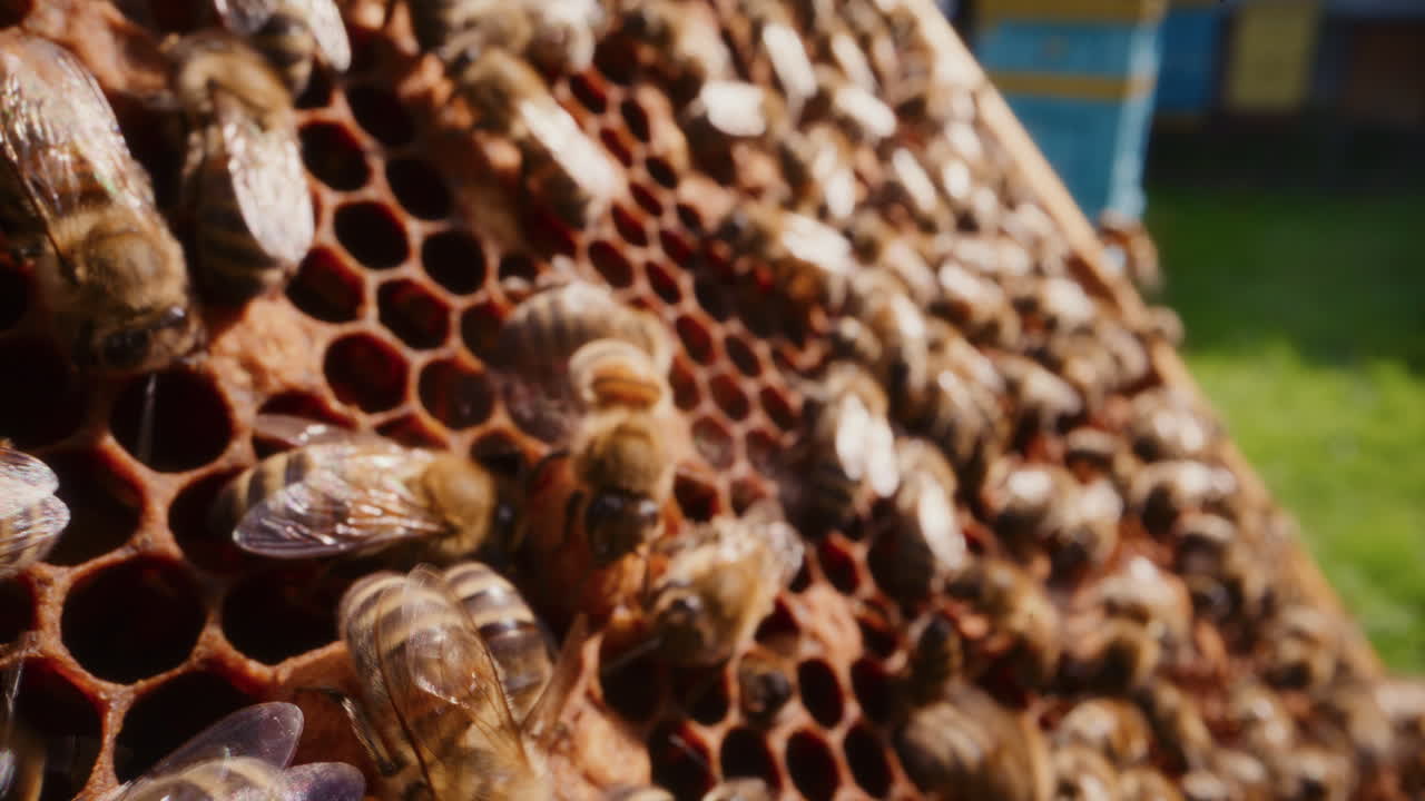 abejas trabajadoras sanas mientras trabajan en el panal.