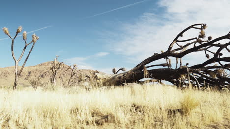 árbol-Muerto-En-El-Desierto-De-Reserva-De-Mojave