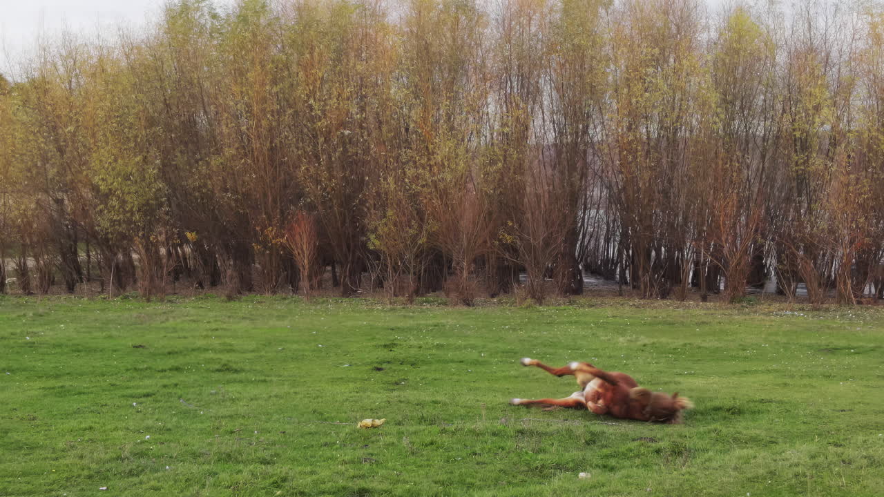A playful dog runs through a green field surrounded by trees with yellow leaves. The dog sniffs the ground and enjoys the sunny autumn day by the water