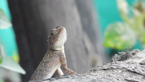 Lizard-relaxing-on-tree---eyes-