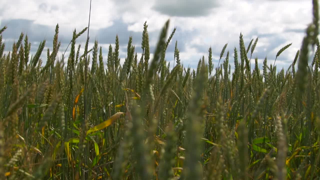 campo de trigo bajo un cielo nublado
