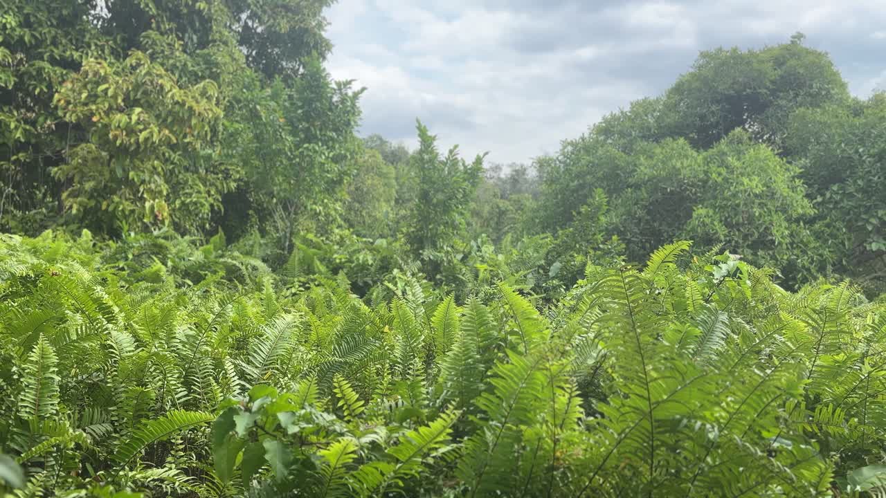 Tætte grønne bregner og tropisk vegetation omgiver Emerald Pools i Krabi, Thailand, med lagdelt løv, naturlig vækst og blødt dagslys, der skaber et frodigt skovmiljø.