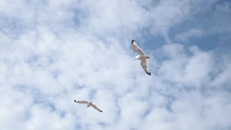 seagulls flying gracefully against a cloudy sky