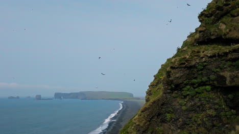 costa del océano islandés, playa de arena negra y aves marinas volando alrededor de acantilados, aérea
