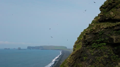 icelandic ocean coast, black sand beach and seabirds flying around cliffs, aerial