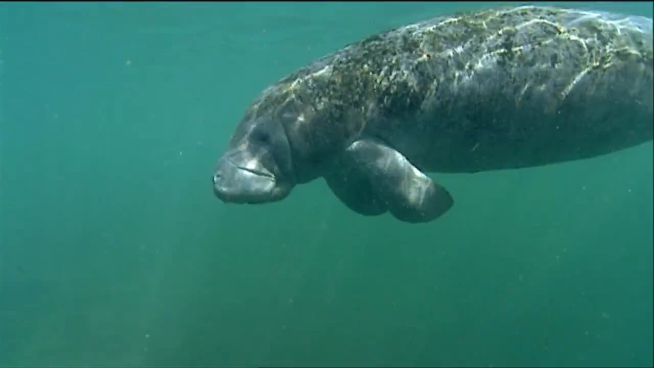 매너티가 물속에서 헤엄치고 있다 5