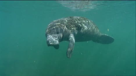 a manatee swims underwater 5