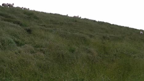 ovejas corren sobre una duna verde en la ciudad de norden en alemania