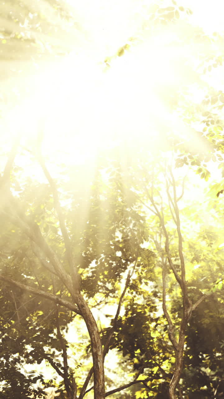 Bright sunlight filters through trees in a forest during the day