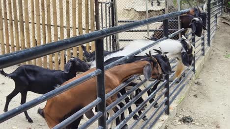 goats in a zoo enclosure