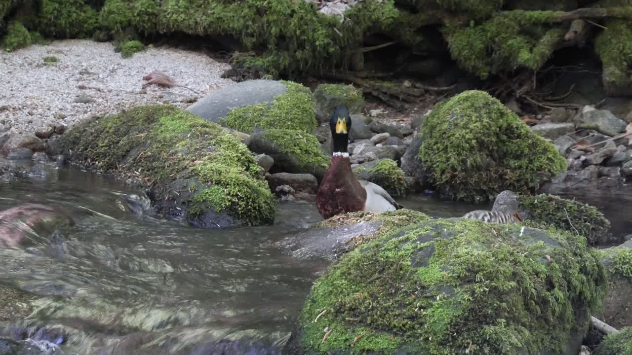Two Ducks Swimming in a Beautiful Stream Flowing Admidst Moss Covered Rocks in the Black Forest at the Geroldsauer Waterfall near Baden-Baden, Germany