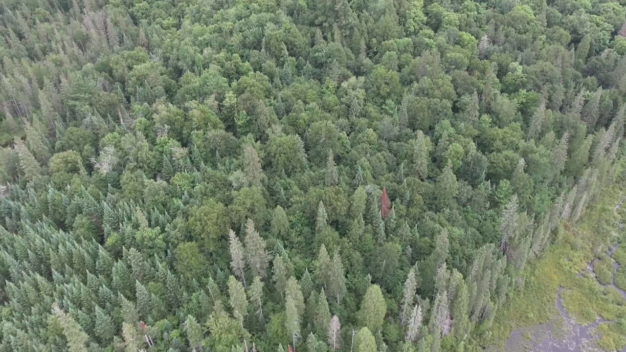 gran angular de drones volando hacia adelante panoramizando sobre un lago en el verano