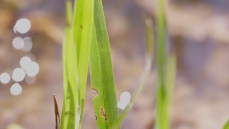 Closeup-shot-of-green-grass-blades-with-the-stream-water-flowing-in-the-background,-bright-summers-day