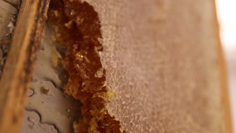 vertical shot of fresh natural honeycomb on a bee hive frame