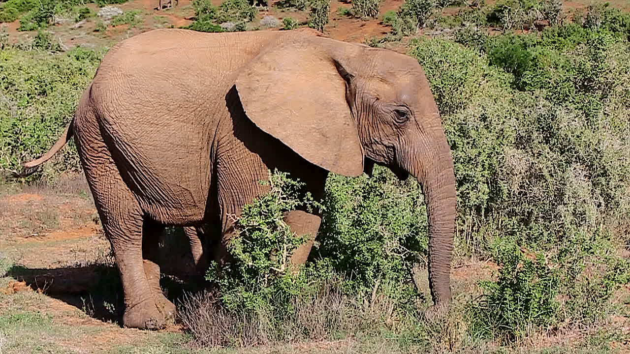 alimentación del elefante africano sin colmillos, parque de elefantes addo