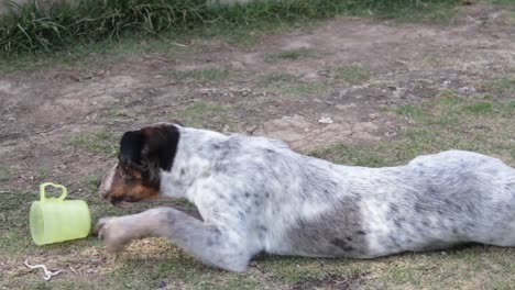 rescued dog playing with a plastic in a shelter adoption garden