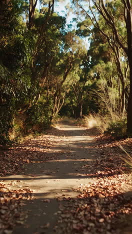 forest path in autumn