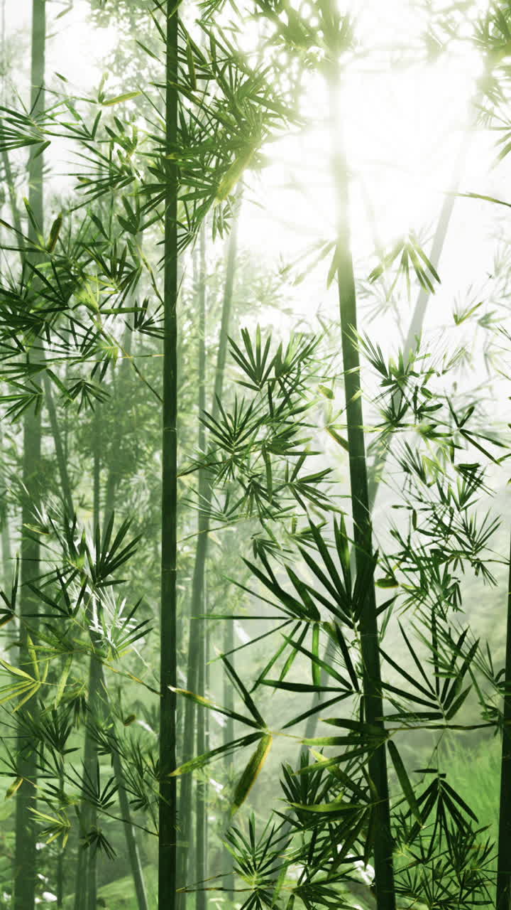 tranquilo bosque de bambú