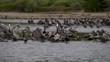 Slowmo:-Große-Gruppe-Braunpelikane-Am-Ufer