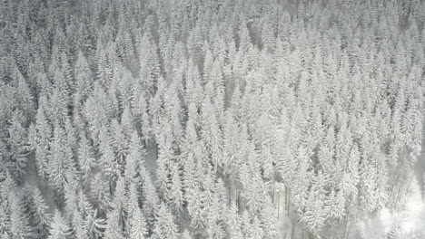 Tiro-De-Drone-Estático-De-Bosque-De-Pino-Blanco-Cubierto-De-Nieve,-Paisaje-De-Invierno