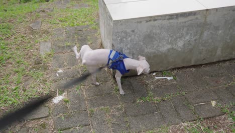 POV-of-leashed-bald-toy-poodle-peeing-outdoors-while-out-for-walk