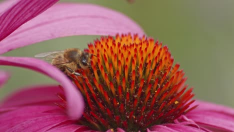 vista de una abeja ocupada bebiendo néctar en una flor de cono naranja contra un fondo borroso verde