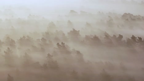 Misty Forest Landscape