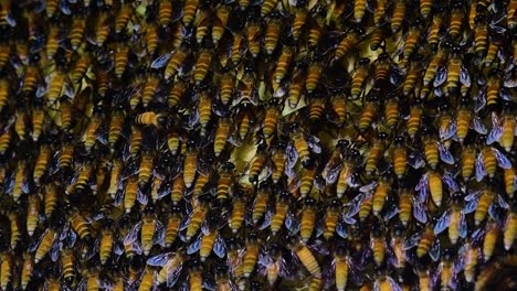 Se-Sabe-Que-Las-Abejas-Melíferas-Gigantes-Construyen-Grandes-Colonias-De-Nidos-Con-Bolsillos-Simétricos-Hechos-De-Cera-Para-Almacenar-Miel-Como-Fuente-De-Alimento.