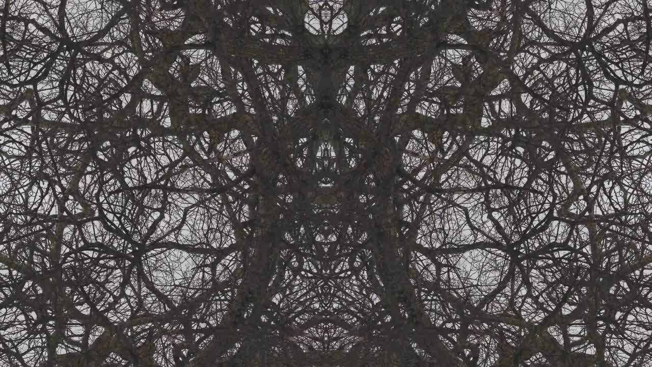 árboles en simetría - en bucle