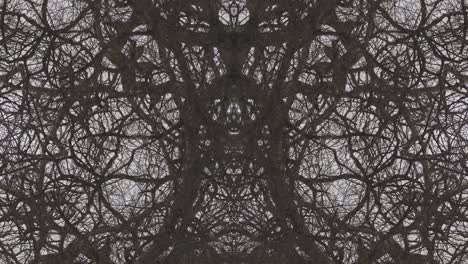 trees in symmetry - loopable