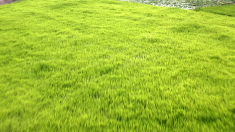 Aerial-drone-footage-passing-with-speed-over-a-rice-field-and-some-water-lilies-near-Phnom-Penh-in-Cambodia