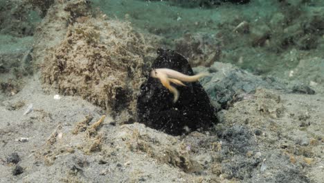 black anglerfish frogfish displaying its worm like lure to attract prey underwater