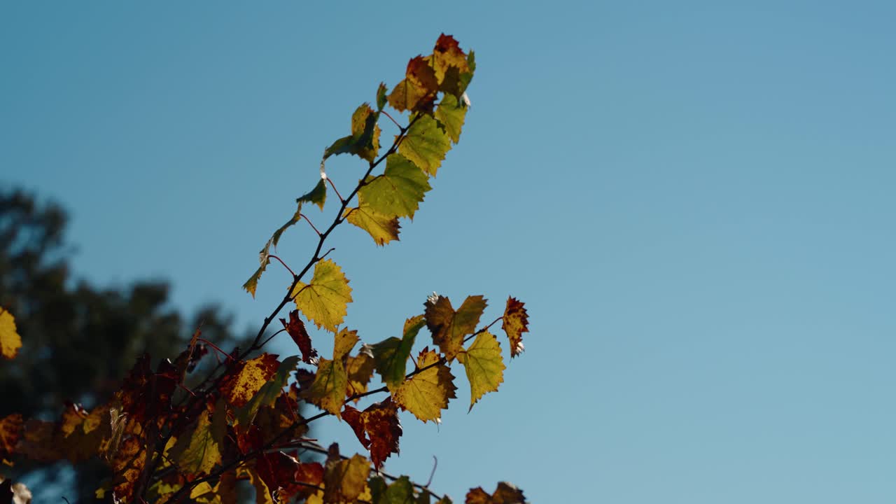 Close-up shot of vineyard leaves changing colors from green to in the fall, set against a clear blue sky. Captures the seasonal transition in a peaceful vineyard setting.
