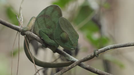 versión verde camaleón de parson en una ramita inmóvil, ojos rodantes, vista frontal larga durante el día