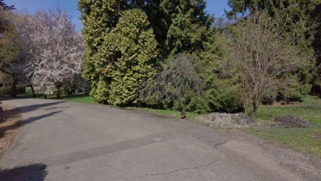 Brown-duck-crosses-a-concrete-path-in-a-spring-park-on-a-calm-day-with-a-blue-sky-and-flowering-trees