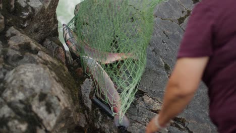 traditional indigenous first nations salmon fishing along a river in bc