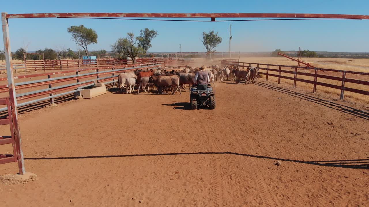 Outback quad i kvægfolde i Emerald, Queensland, Australien