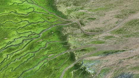 aerial view of a wetland or marsh ecosystem with intricate channels