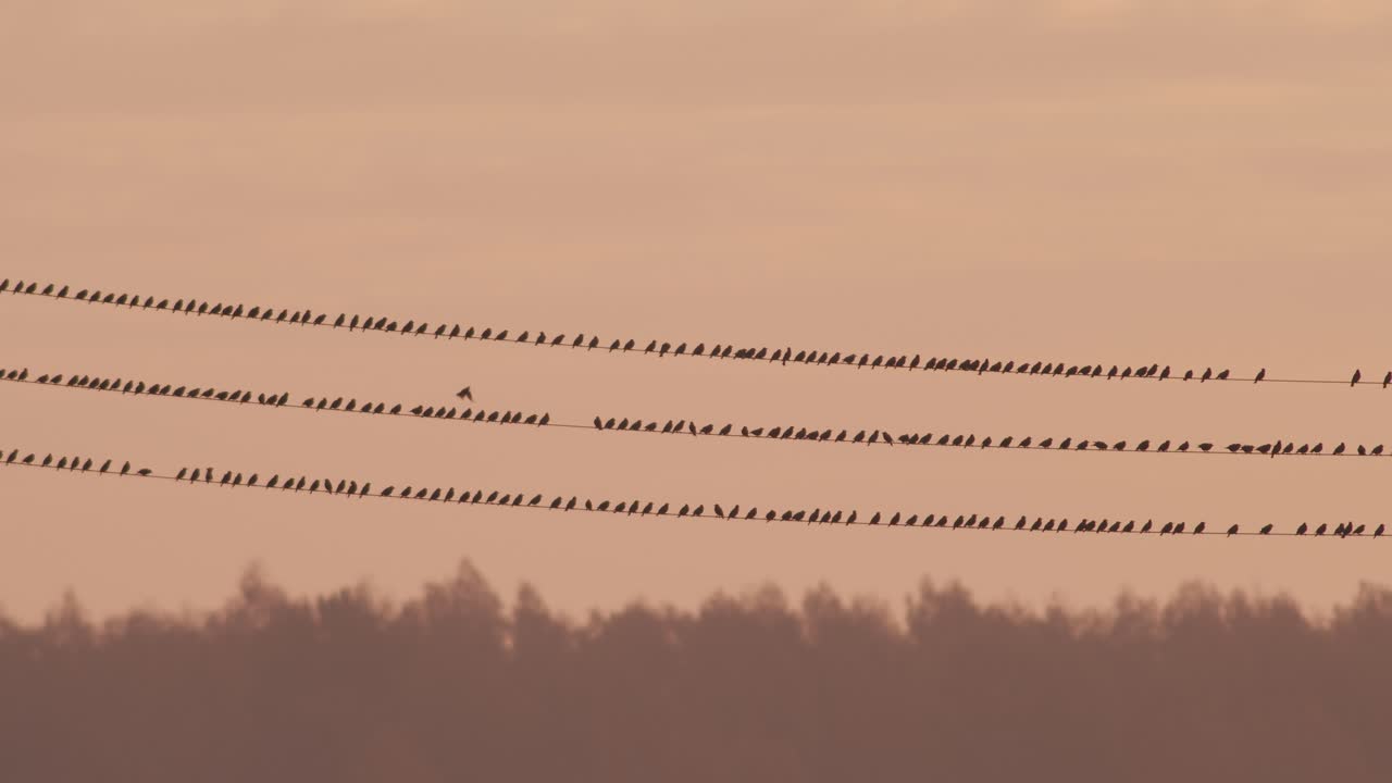 일출 하늘 배경 조명에 전원 라인에 앉아 찌르레기 새의 무리