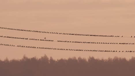 Flock of starlings birds sitting on power line on sunrise sky background light