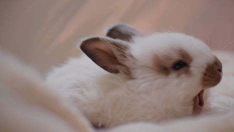 sleepy baby rabbit