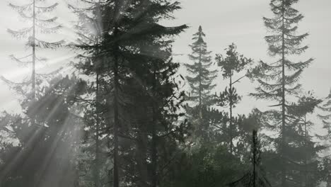 misty nordic forest in early morning with fog