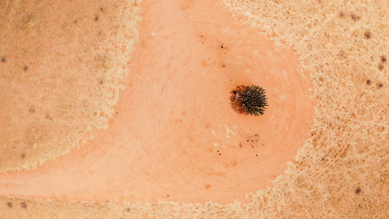 Aerial View of a Dry Landscape with a Small Plant