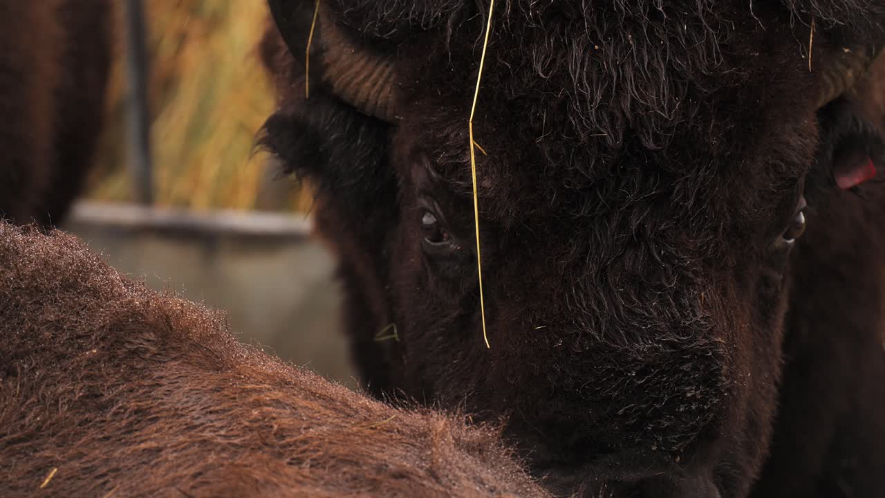 Close-up of bison in Vestarelen, Norway, showing the texture of their fur and facial details