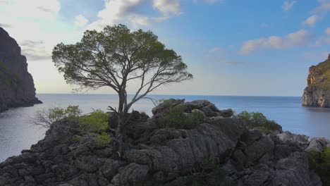 360 degree rotating view of a single tree on a rock formation in the mediterranean sea at sa calobra, mallorca, spain on a sunny day